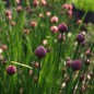 Preview: Schnittlauch (Samen)