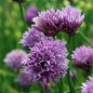 Preview: Schnittlauch Broad Leaf (Pflanze)