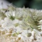 Preview: Schnittlauch Corsican White (Pflanze)