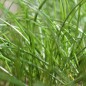 Preview: Schnittlauch Grasgrün (Pflanze)