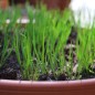 Preview: Schnittlauch Grasgrün (Pflanze)