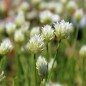 Preview: Schnittlauch Grasgrün (Pflanze)