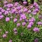 Preview: Schnittlauch Profusion (Pflanze)