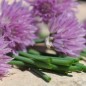 Preview: Schnittlauch Profusion (Pflanze)