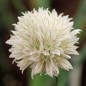 Preview: Schnittlauch Wallington White (Pflanze)