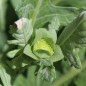 Preview: Schokoladenblume (Samen)