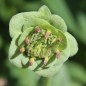 Preview: Schokoladenblume (Samen)