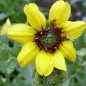 Preview: Schokoladenblume (Samen)