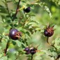 Preview: Schwarze Hagebutte (Pflanze)