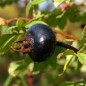 Preview: Schwarze Hagebutte