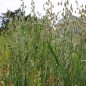 Preview: Schwarzer Hafer (Samen)