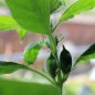 Preview: Schwarzer Sesam (Samen)