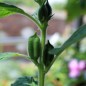 Preview: Schwarzer Sesam (Samen)