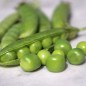 Preview: Zuckererbse Schweizer Marmorerbse (Samen)