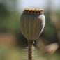 Preview: Seidenmohn Mother of Pearl (Samen)