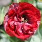 Preview: Seidenmohn Pandora (Samen)