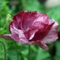 Preview: Seidenmohn Pandora (Samen)