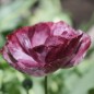 Preview: Seidenmohn Pandora (Samen)