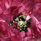 Preview: Seidenmohn Pandora (Samen)