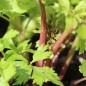 Preview: Stangensellerie Peppermint Sticks (Samen)