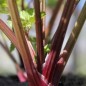 Preview: Stangensellerie Peppermint Sticks (Samen)