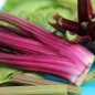 Preview: Stangensellerie Giant Red (Samen)