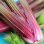 Preview: Stangensellerie Giant Red (Samen)