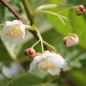 Preview: Sibirische Kiwi Adam männlich (Pflanze)