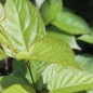Preview: Sibirische Kiwi Aromatnaya weiblich (Pflanze)