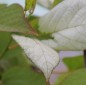 Preview: Sibirische Kiwi Dr. Szymanowski weiblich (Pflanze)