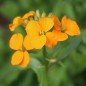 Preview: Sibirischer Goldlack (Samen)