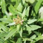Preview: Sibirischer Goldlack (Samen)