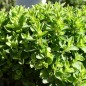 Preview: Sibirischer Oregano