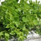 Preview: Sibirischer Oregano (Pflanze)