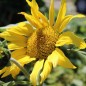 Preview: Sonnenblume Black Seeded (Samen)