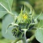 Preview: Sonnenblume Black Seeded (Samen)