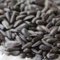 Preview: Sonnenblume Black Seeded (Samen)