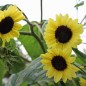Preview: Sonnenblume Moonshine (Samen)