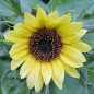 Preview: Sonnenblume Moonshine (Samen)