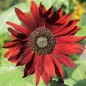 Preview: Sonnenblume Red Sun (Samen)