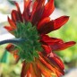 Preview: Sonnenblume Red Sun (Samen)