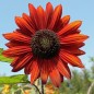 Preview: Sonnenblume Red Sun (Samen)