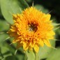 Preview: Sonnenblume Teddy Bear (Samen)