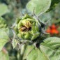 Preview: Sonnenblume Teddy Bear (Samen)