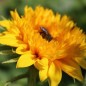 Preview: Sonnenblume Teddy Bear (Samen)