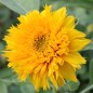 Preview: Sonnenblume Teddy Bear (Samen)