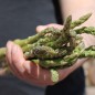 Preview: Spargel Mary Washington (Samen)