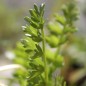 Preview: Spiegeleiblume (Samen)