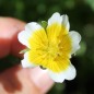Preview: Spiegeleiblume (Samen)