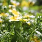 Preview: Spiegeleiblume (Samen)